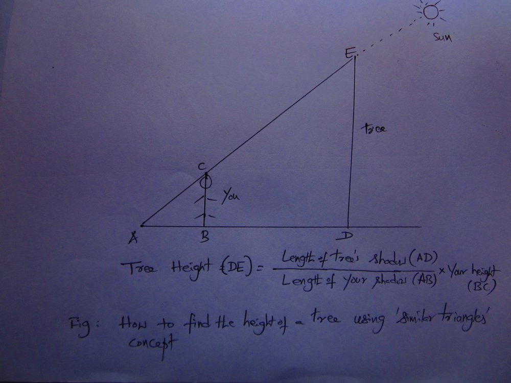 how to measure tree height